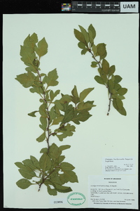 Crataegus brachyacantha image