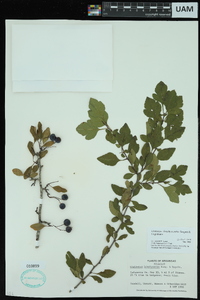 Crataegus brachyacantha image