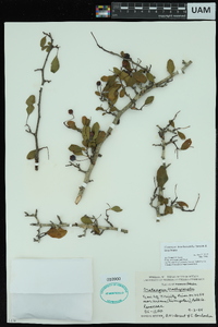 Crataegus brachyacantha image