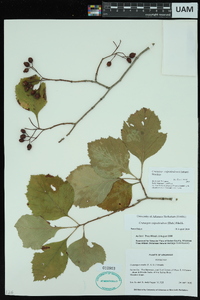 Crataegus calpodendron image