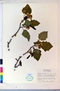 Crataegus fulleriana image