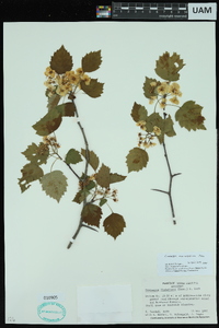 Crataegus flabellata image