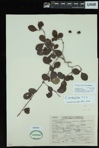 Crataegus berberifolia image