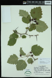 Crataegus mollis image