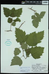 Crataegus mollis image