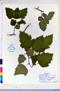 Crataegus mollis image