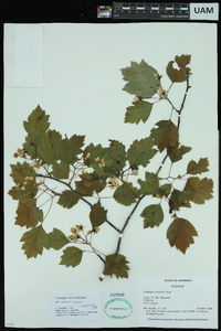 Crataegus intricata image