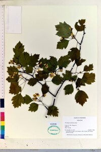 Crataegus intricata image