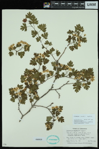 Crataegus marshallii image