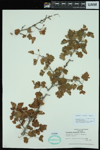 Crataegus marshallii image