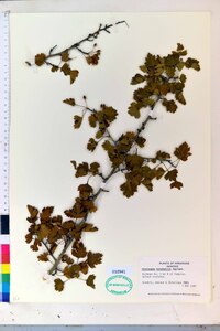 Crataegus marshallii image