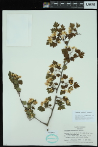 Crataegus marshallii image