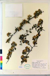 Crataegus marshallii image