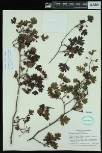 Crataegus marshallii image