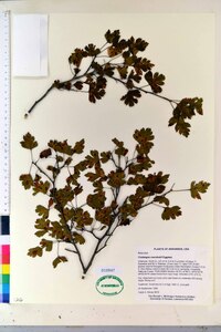 Crataegus marshallii image