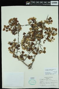 Crataegus marshallii image