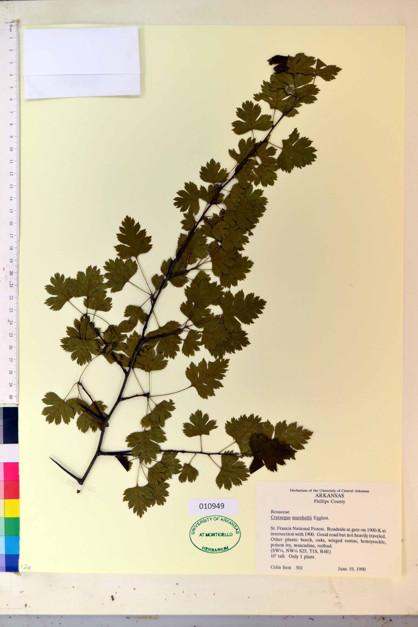 Crataegus marshallii image