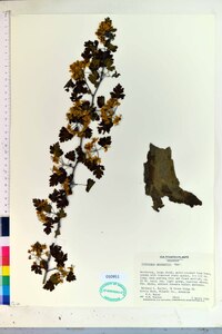 Crataegus marshallii image