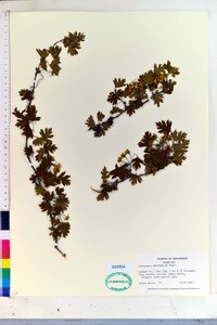 Crataegus marshallii image