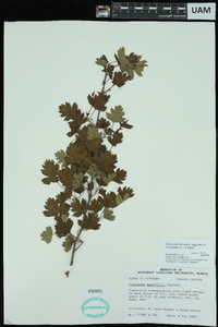 Crataegus marshallii image