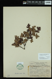 Crataegus marshallii image