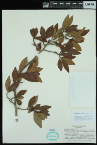 Crataegus opaca image