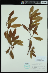 Crataegus opaca image