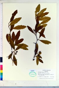 Crataegus opaca image