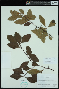 Crataegus opaca image