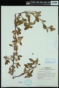 Crataegus opaca image