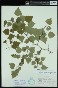 Crataegus pruinosa image