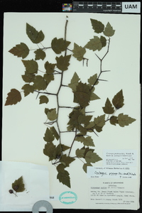 Crataegus pruinosa image