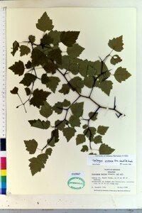 Crataegus pruinosa image