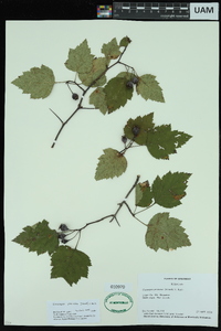 Crataegus pruinosa image