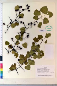 Crataegus pruinosa image