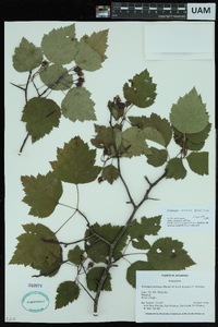 Crataegus pruinosa image