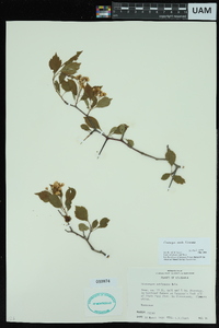 Crataegus sabineana image