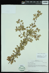 Crataegus spathulata image