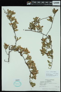 Crataegus spathulata image