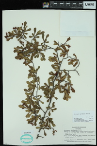 Crataegus spathulata image