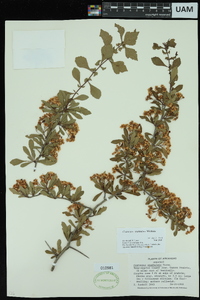 Crataegus spathulata image