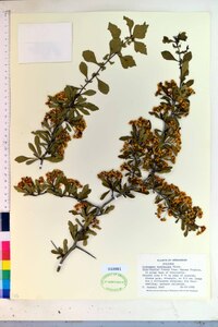 Crataegus spathulata image