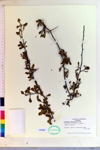 Crataegus spathulata image