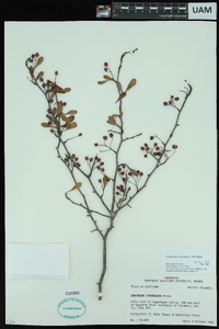 Crataegus spathulata image