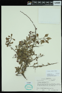 Crataegus spathulata image