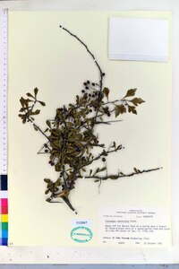 Crataegus spathulata image