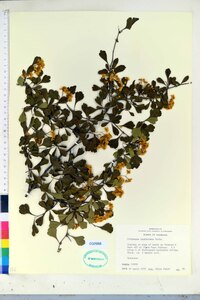 Crataegus spathulata image