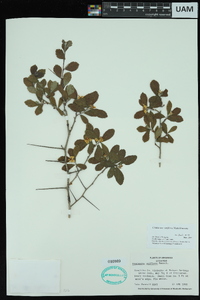 Crataegus uniflora image