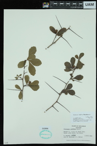 Crataegus uniflora image