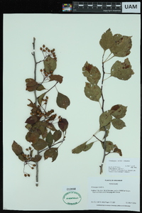 Crataegus viridis image